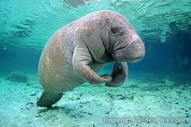 Image result for stock photos of manatees