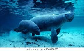Image result for stock photos of manatees