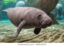 Image result for stock photos of manatees